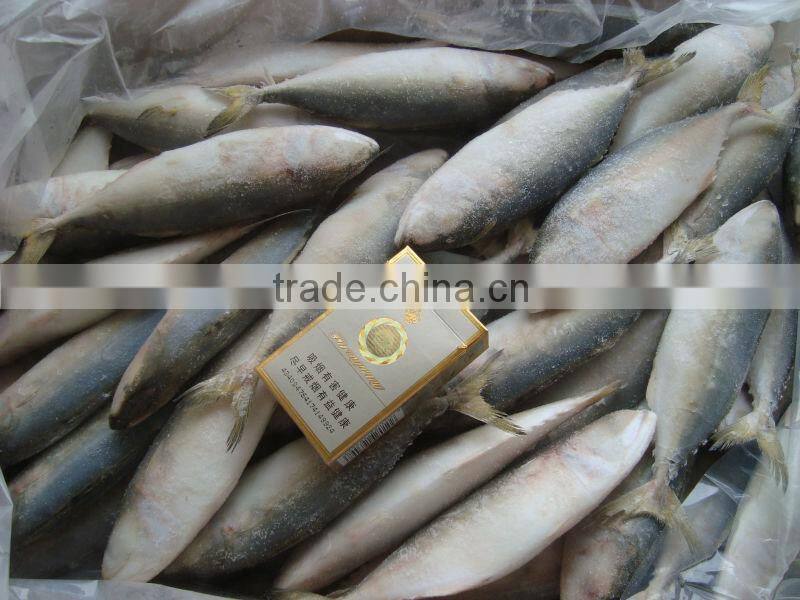 frozen indian mackerel on sale