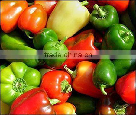 Fresh Bell Pepper- Capsicum With High Quality From Vietnam