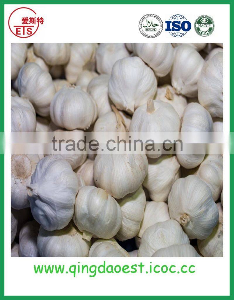 Top quality factory price fresh white garlic