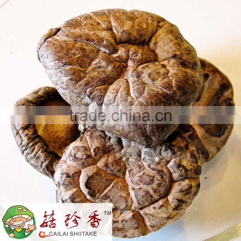 Wild dried shiitake mushroom spawn from Henan