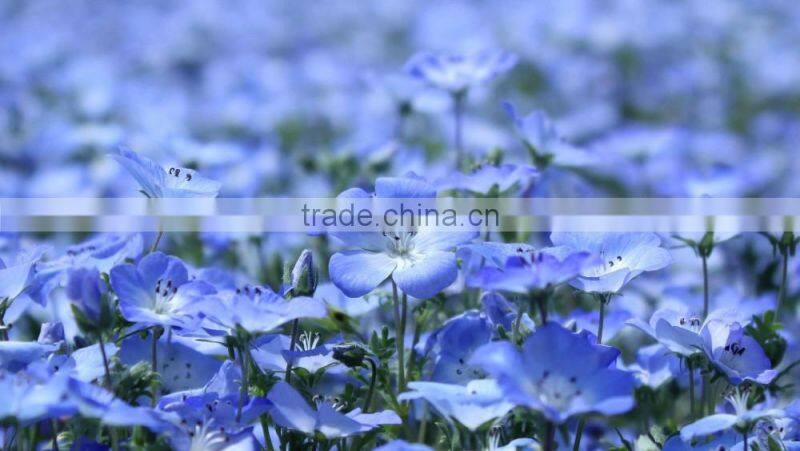 Mutil-founction plant Flax seed Oil good for health&skin