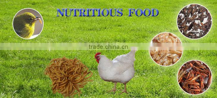 Dried Mealworm for Backyard Chicken with good price