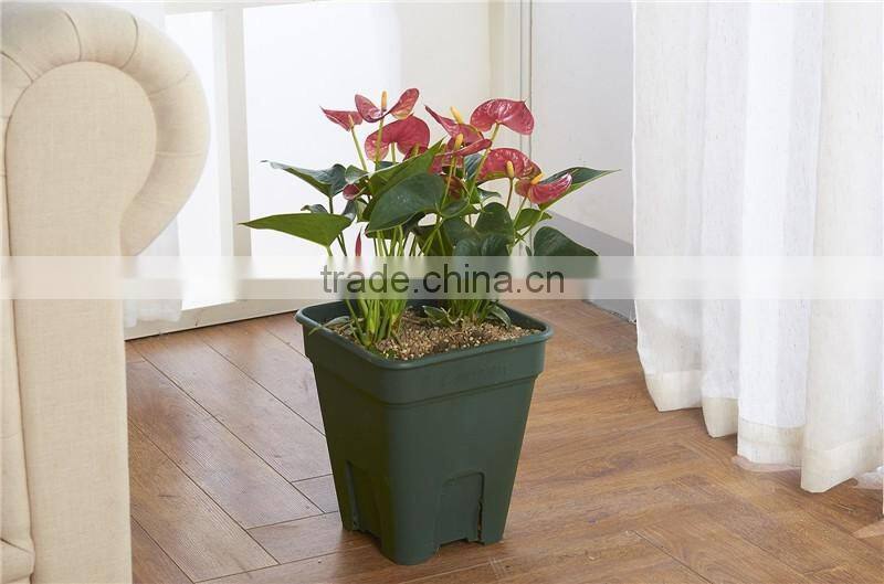 Chinese Rose Flower Pot