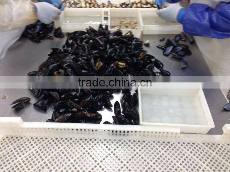 IQF Half shell blue mussel