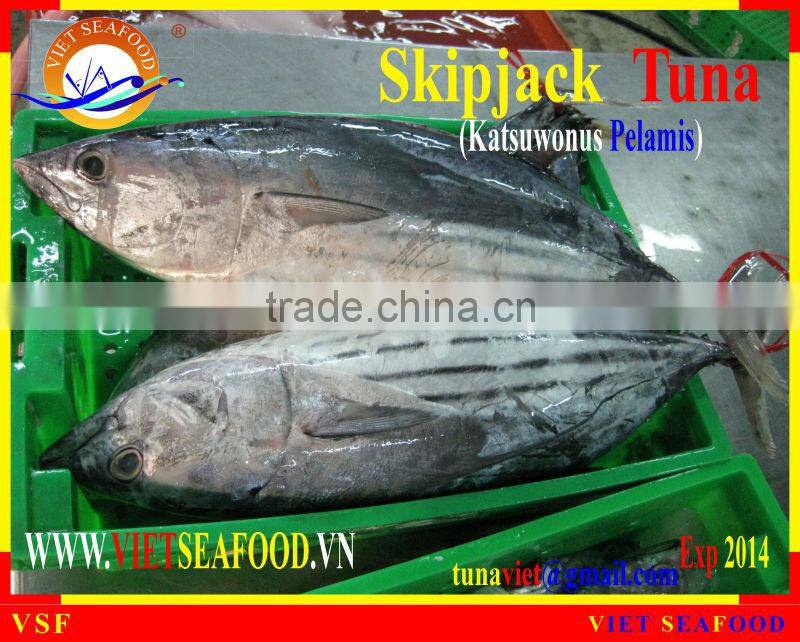FROZEN W/R SKIPJACK TUNA
