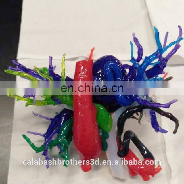 Surgical Training Manikin MJP 3D Printing Color Organ Model