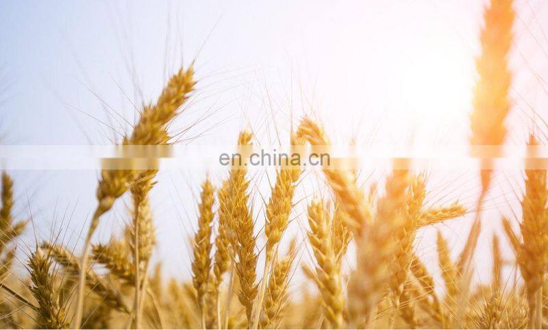 Custom Logo New Environmentally Friendly Materials Biodegradable Water Bottle