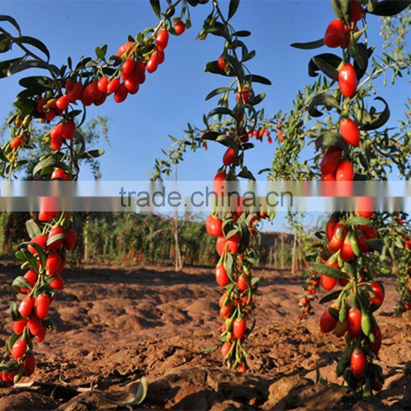 Dried goji berries health food