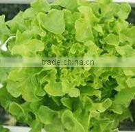 Organic Fresh Lettuce