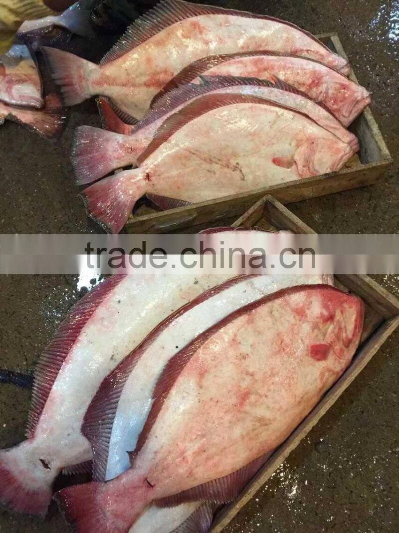 New Arrival Frozen Fish Flounder