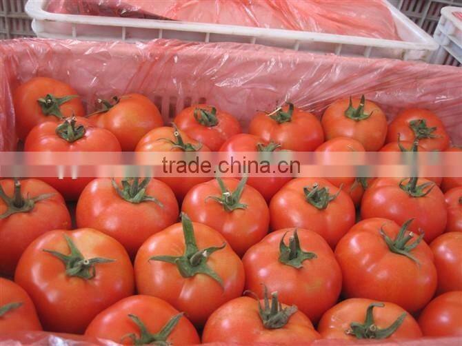 Fresh Tomato Exporter