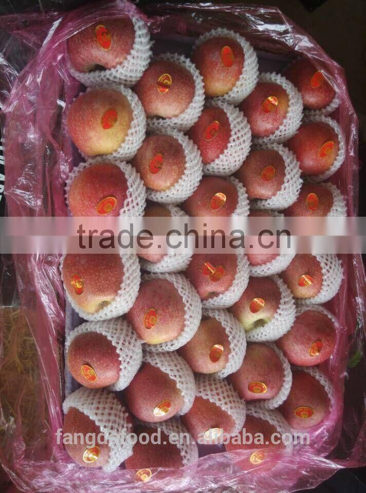 Moutain high red colour qinguan apple