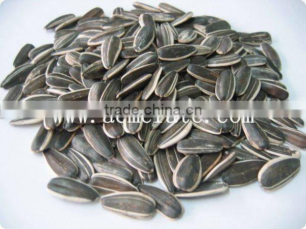 2013 new crop sunflower seeds
