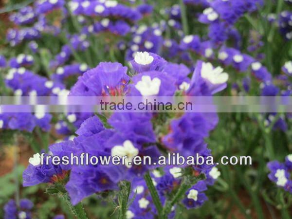 High Grade fresh cut Myosotis sylvatica flowers