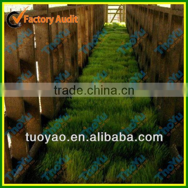 THOYU Brand Salable Germination Chamber with Best Price(Mob:+86-15903675071)