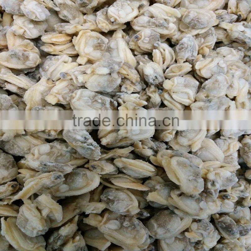 HIGH QUALITY AND HIGH QUANTITY SUPPLY FOR CLAM MEAT