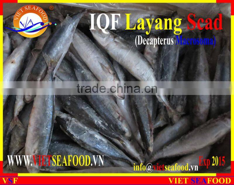 IQF LAYANG SCAD WHOLE ROUND