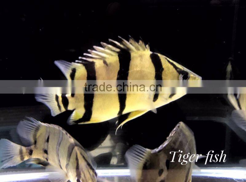 Tiger fish rare aquarium fish from Thailand exporter