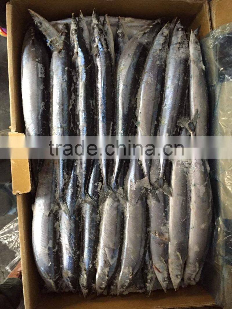 2015 seafrozen pacific saury whole round 1#:120-140g/pc