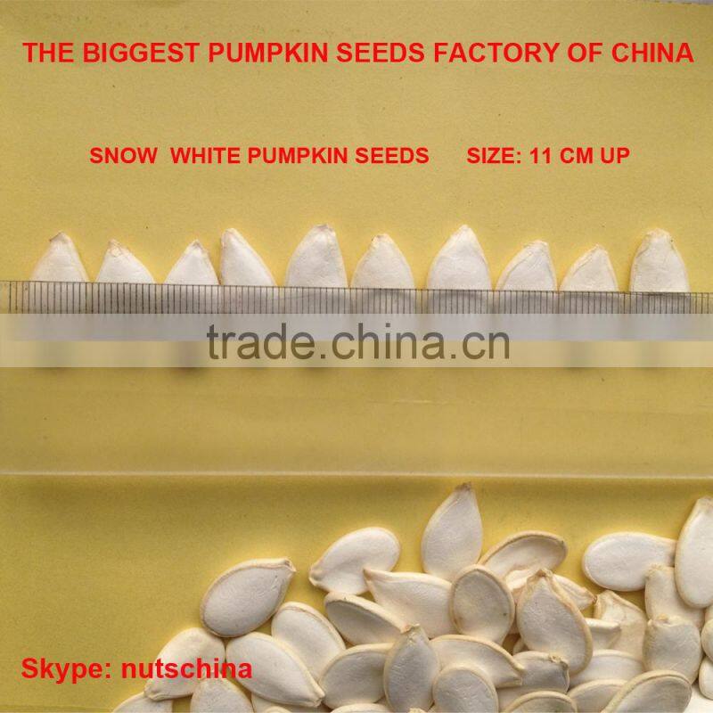 PUMPKIN SEEDS FOR IRAN UAE SAUDI ARABIA JORDAN RUSSIA 11cmup 13 cm up 11mm up 13 mm up
