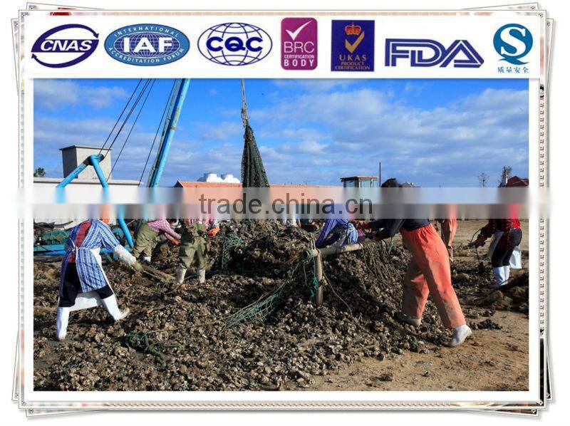 Boiled oyster in water/canned oyster in water