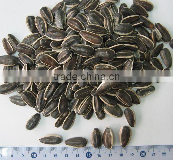 wholesale delicious sunflower seeds