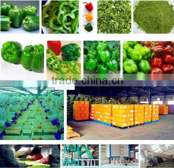 China bulk organic dried green bell pepper granules