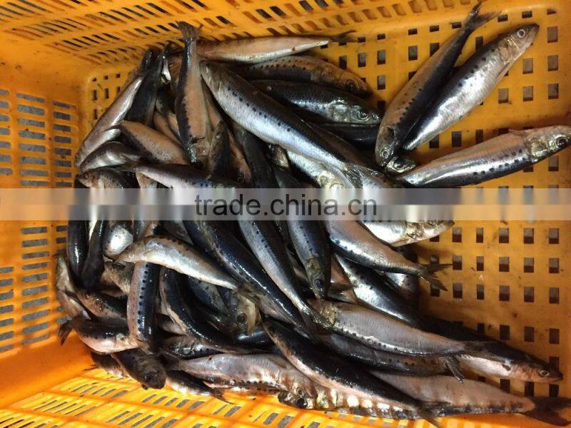 Whole Round Frozen Sardine Sardinops Sagax with good quality