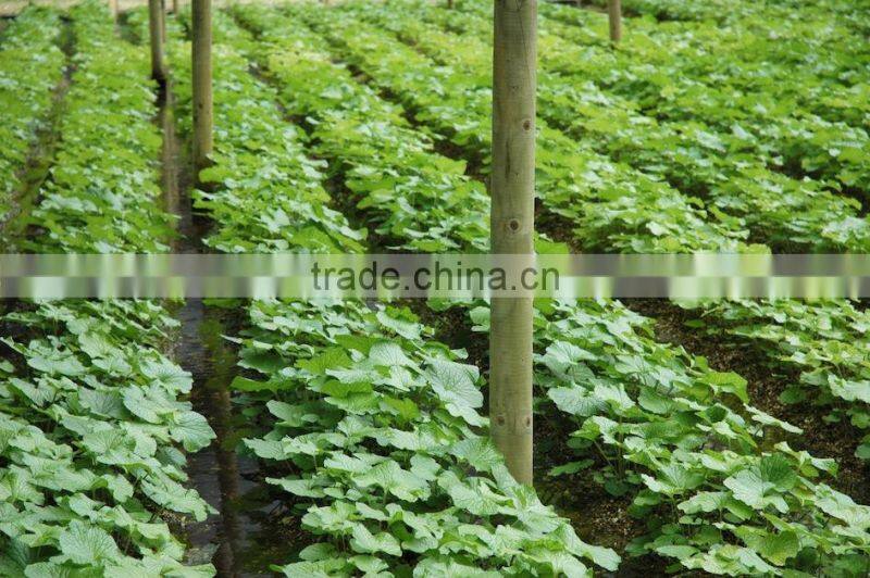 Collective packing 3g wasabi paste and 5g soy sauce