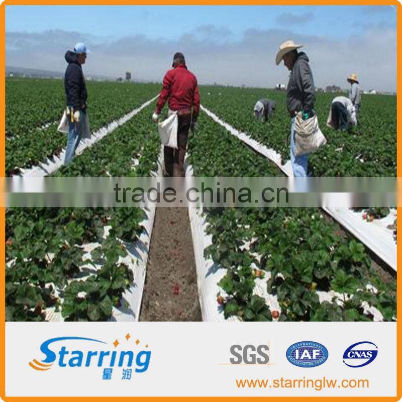 lanscape border woven sheet