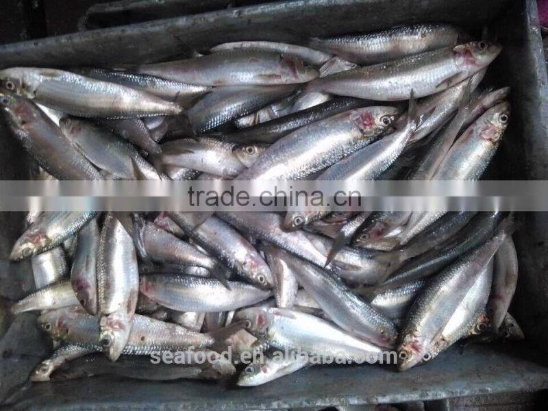 Frozen &cheap sardine fish 8-10 ppk for the canning wholesale frozen seafood