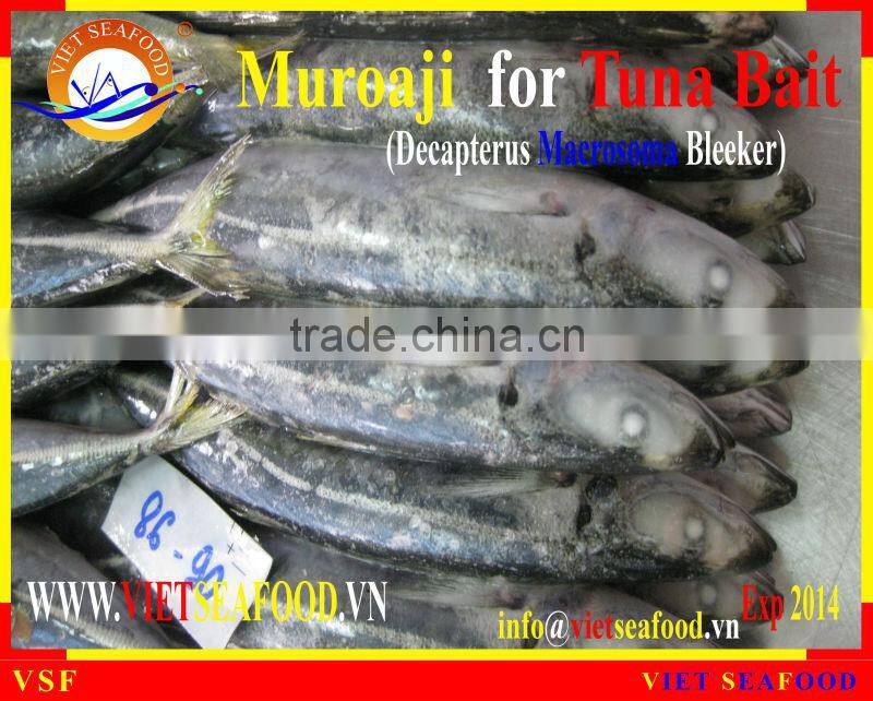FROZEN W/R MUROAJI FOR TUNA BAIT