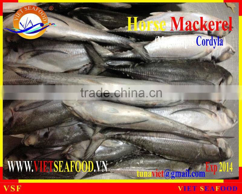 FROZEN W/R HORSE MACKEREL