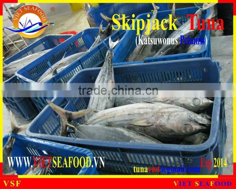 FROZEN SKIPJACK TUNA WHOLE ROUND