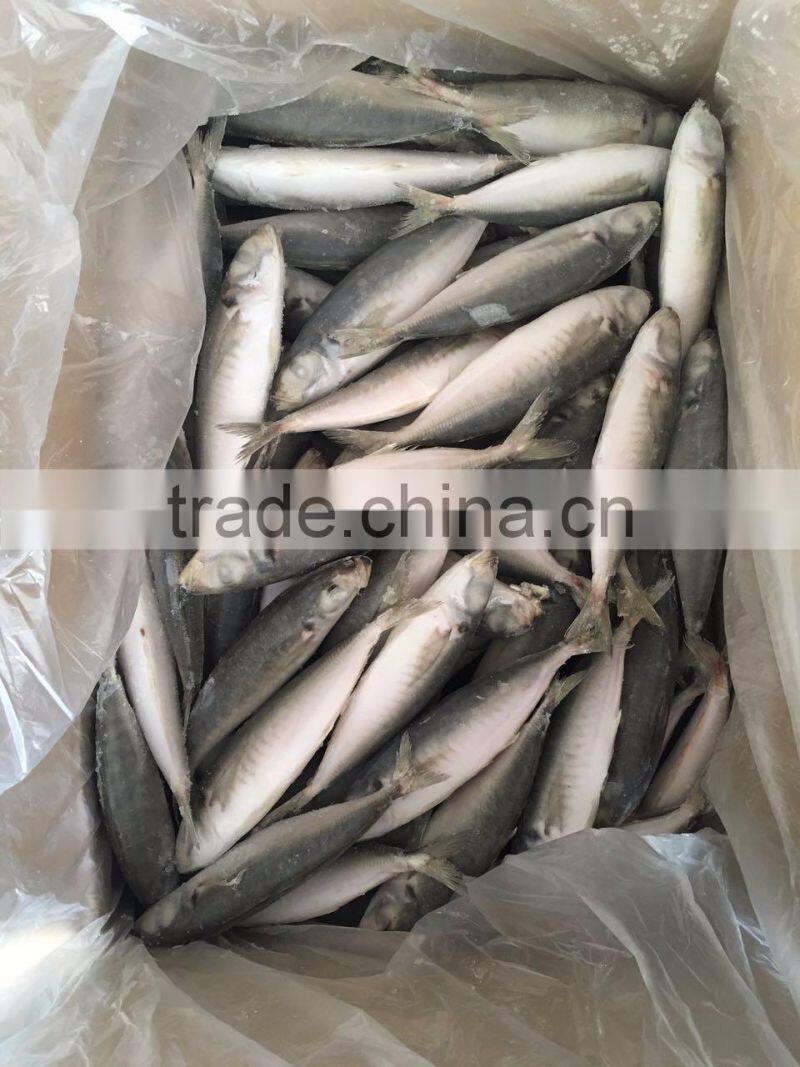 IQF light caught frozen round scad frozen horse mackerel