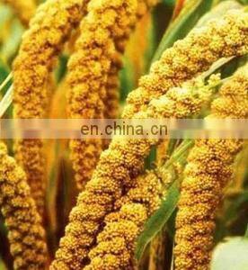 Advanced technology used thresher machine /rice threshing machine/paddy and wheat thresher