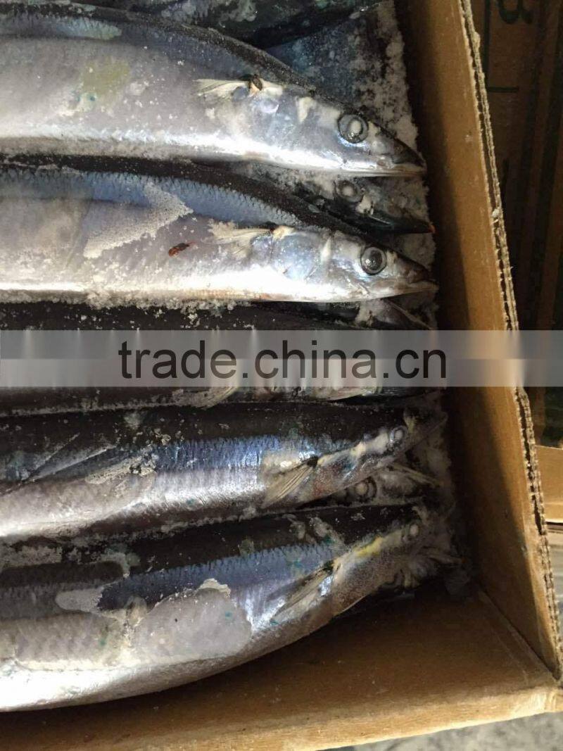 2015 seafrozen pacific saury whole round 1#:120-140g/pc