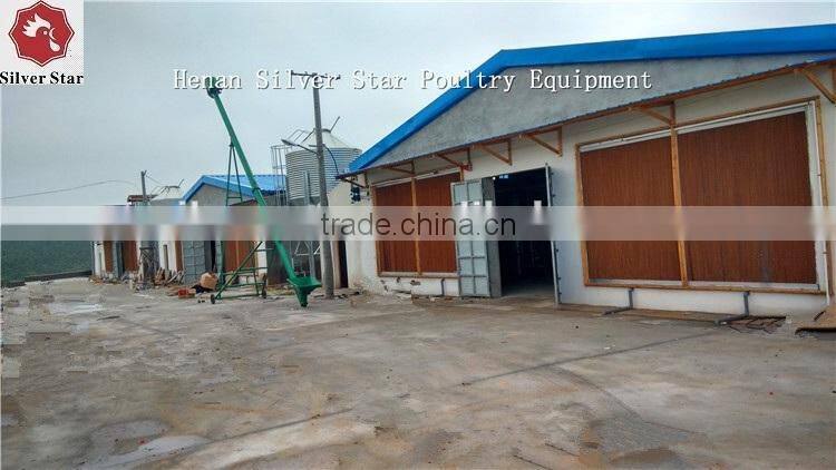 3 tier design A type ladder layer cages for chickens with scarpper manure removal system