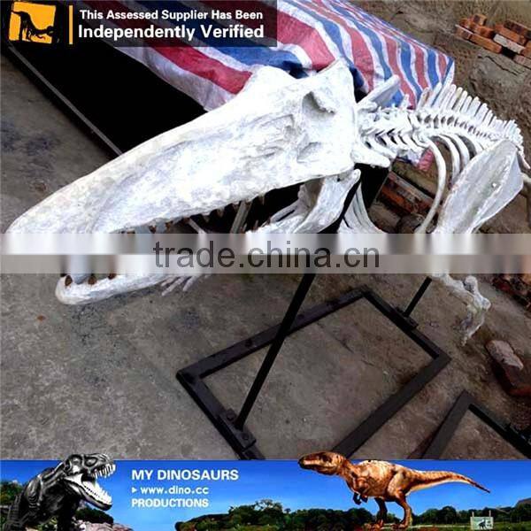 MY Dino-C059 Artificial fiberglass whale skeleton for sale
