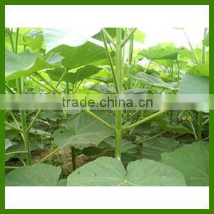 Royal Paulownia Tree Seeds For Fast Growing-High Quality