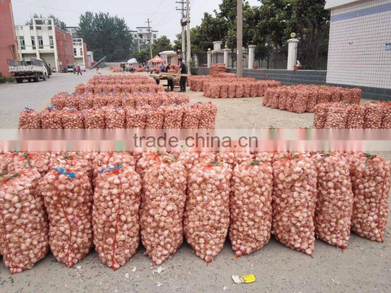 China Top 8 Manufacturer Supplier 2016 Fresh Garlic for Indonesia, Malaysia, Brazil