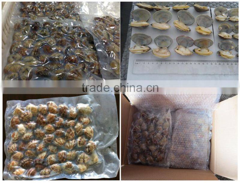 High frozen vacuum packed Short Necked Clam