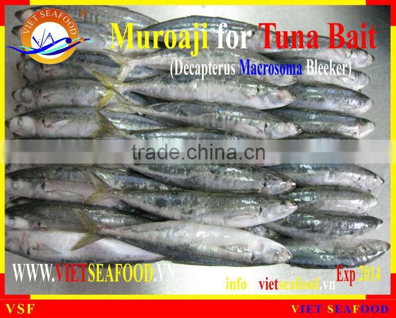 FROZEN W/R MUROAJI FOR TUNA BAIT