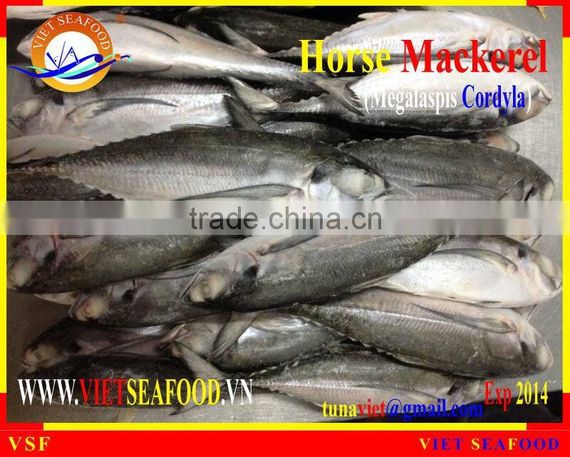 FROZEN W/R HORSE MACKEREL