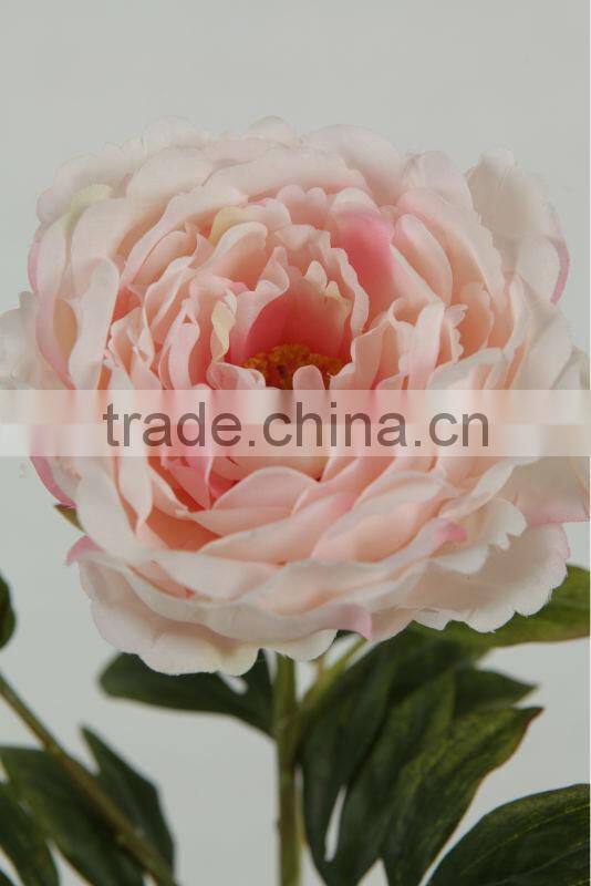 peony flower head flower 27749P