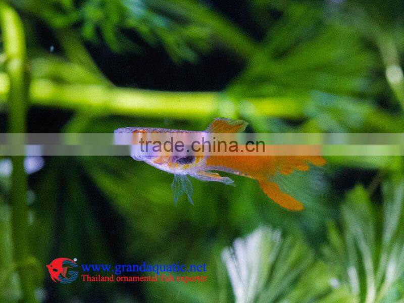 Endler Guppy Fish / Guppy fish for sale