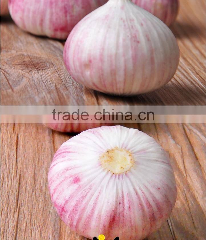 wholesale Chinese purple and white garlic