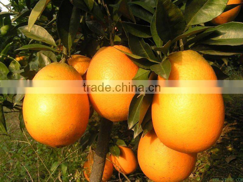 Navel Orange from china