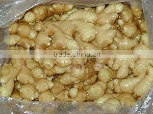 2016 New Ginger Buyer ( High Quality)