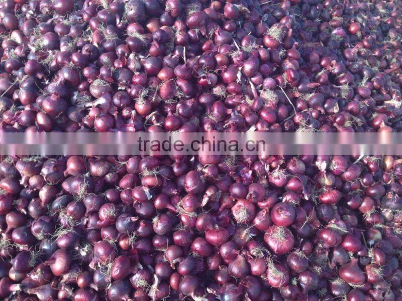 HOT SALE/ BEST QUALITY RED ONIONS export to any country